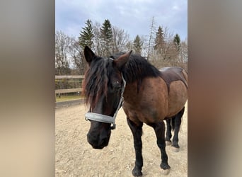 Murgese Mix, Wallach, 11 Jahre, 150 cm, Rappe