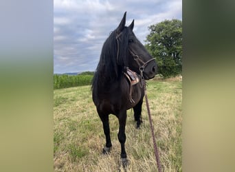 Murgese, Wallach, 11 Jahre, 160 cm, Rappe