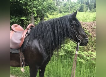 Murgese, Wallach, 11 Jahre, 160 cm, Rappe