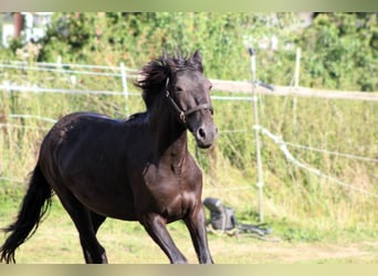 Murgese, Wallach, 2 Jahre, 163 cm, Rappe