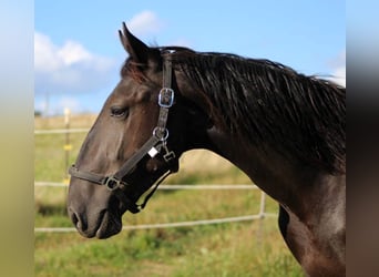 Murgese, Wallach, 2 Jahre, 163 cm, Rappe