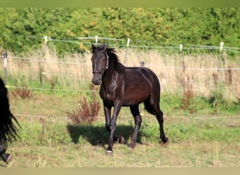 Murgese, Wallach, 2 Jahre, 163 cm, Rappe