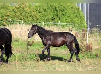Murgese, Wallach, 2 Jahre, 163 cm, Rappe