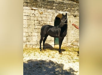 Murgese, Wallach, 3 Jahre, 150 cm, Rappe