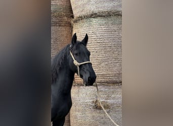 Murgese, Wallach, 3 Jahre, 150 cm, Rappe