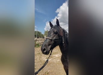 Murgese, Wallach, 3 Jahre, 157 cm, Rappe
