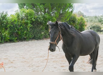 Murgese, Wallach, 3 Jahre, 157 cm, Rappe