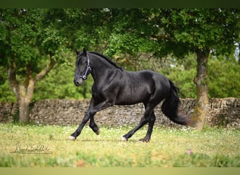 Murgese, Wallach, 3 Jahre, 160 cm, Rappe