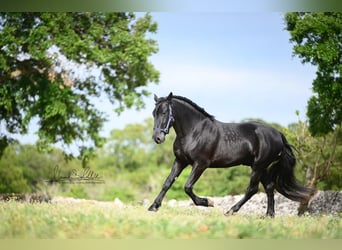 Murgese, Wallach, 3 Jahre, 160 cm, Rappe