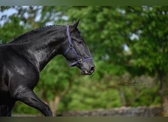 Murgese, Wallach, 3 Jahre, 160 cm, Rappe