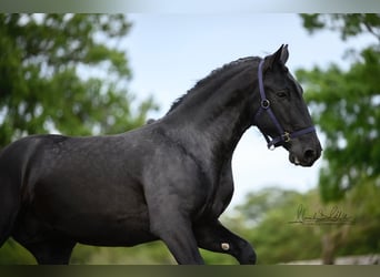 Murgese, Wallach, 3 Jahre, 160 cm, Rappe