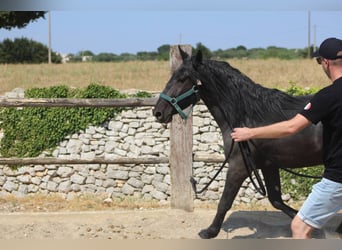 Murgese, Wallach, 3 Jahre, 160 cm, Rappe