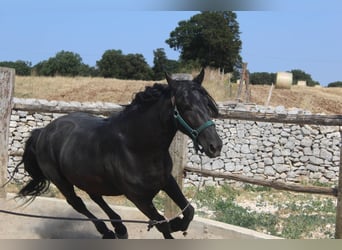 Murgese, Wallach, 3 Jahre, 160 cm, Rappe