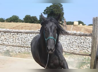 Murgese, Wallach, 3 Jahre, 160 cm, Rappe