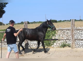 Murgese, Wallach, 3 Jahre, 160 cm, Rappe