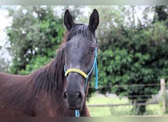 Murgese, Wallach, 3 Jahre, 163 cm, Rappe