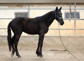 Murgese, Wallach, 3 Jahre, 163 cm, Rappe