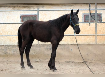 Murgese, Wallach, 3 Jahre, 163 cm, Rappe
