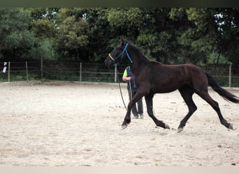 Murgese, Wallach, 3 Jahre, 163 cm, Rappe