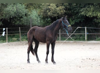 Murgese, Wallach, 3 Jahre, 163 cm, Rappe