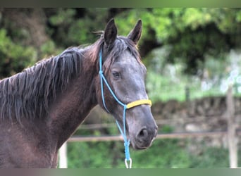 Murgese, Wallach, 3 Jahre, 163 cm, Rappe