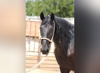 Murgese, Wallach, 4 Jahre, 160 cm, Rappe