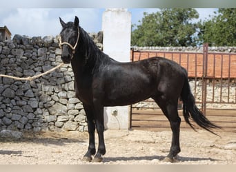 Murgese, Wallach, 4 Jahre, 160 cm, Rappe