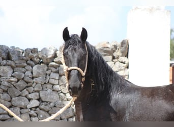 Murgese, Wallach, 4 Jahre, 160 cm, Rappe