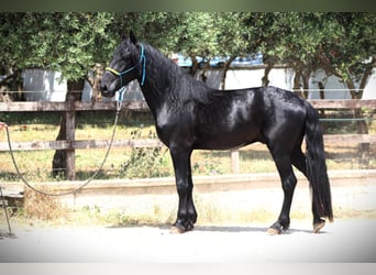 Murgese, Wallach, 4 Jahre, 161 cm, Rappe