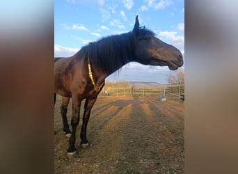 Murgese, Wallach, 4 Jahre, 162 cm, Rappe