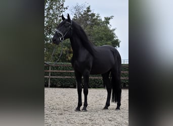 Murgese, Wallach, 4 Jahre, 162 cm, Rappe