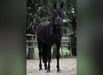 Murgese, Wallach, 4 Jahre, 162 cm, Rappe
