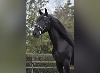 Murgese, Wallach, 4 Jahre, 162 cm, Rappe
