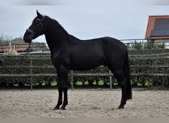 Murgese, Wallach, 4 Jahre, 162 cm, Rappe