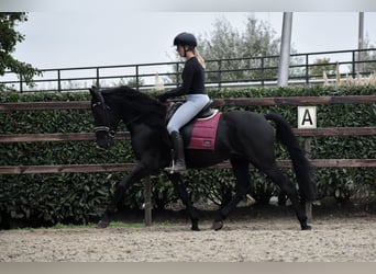Murgese, Wallach, 4 Jahre, 162 cm, Rappe