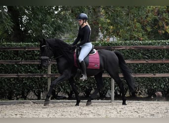 Murgese, Wallach, 4 Jahre, 162 cm, Rappe