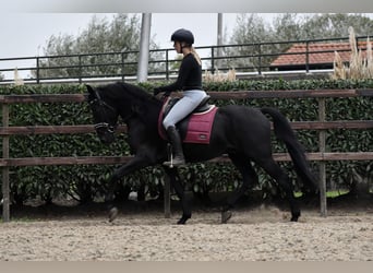 Murgese, Wallach, 4 Jahre, 162 cm, Rappe