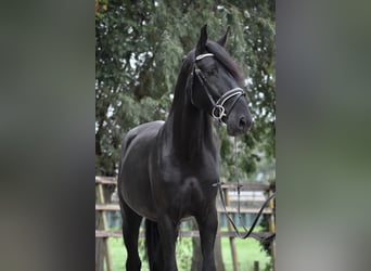 Murgese, Wallach, 4 Jahre, 162 cm, Rappe
