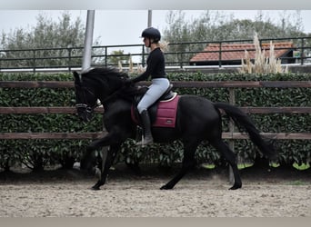 Murgese, Wallach, 4 Jahre, 162 cm, Rappe
