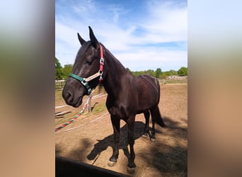 Murgese, Wallach, 4 Jahre, 162 cm, Rappe