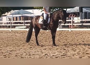 Murgese, Wallach, 4 Jahre, 162 cm, Rappe