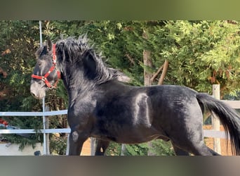 Murgese, Wallach, 4 Jahre, 164 cm, Rappe