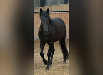Murgese, Wallach, 4 Jahre, Rappe