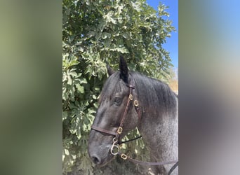 Murgese, Wallach, 5 Jahre, 157 cm, Roan-Blue