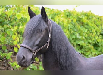 Murgese, Wallach, 5 Jahre, 164 cm, Rappe