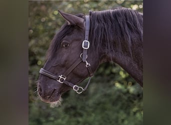 Murgese Mix, Wallach, 6 Jahre, 152 cm, Schecke