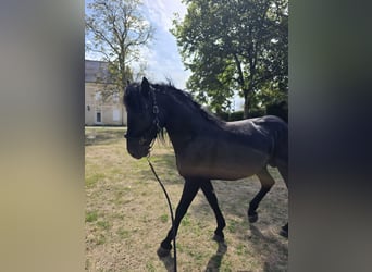 Murgese, Wallach, 6 Jahre, 157 cm, Rappe