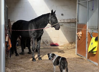 Murgese, Wallach, 6 Jahre, 163 cm, Rappe