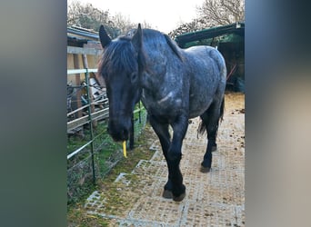 Murgese, Wallach, 6 Jahre, 168 cm