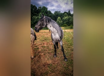 Murgese, Wallach, 6 Jahre, 170 cm